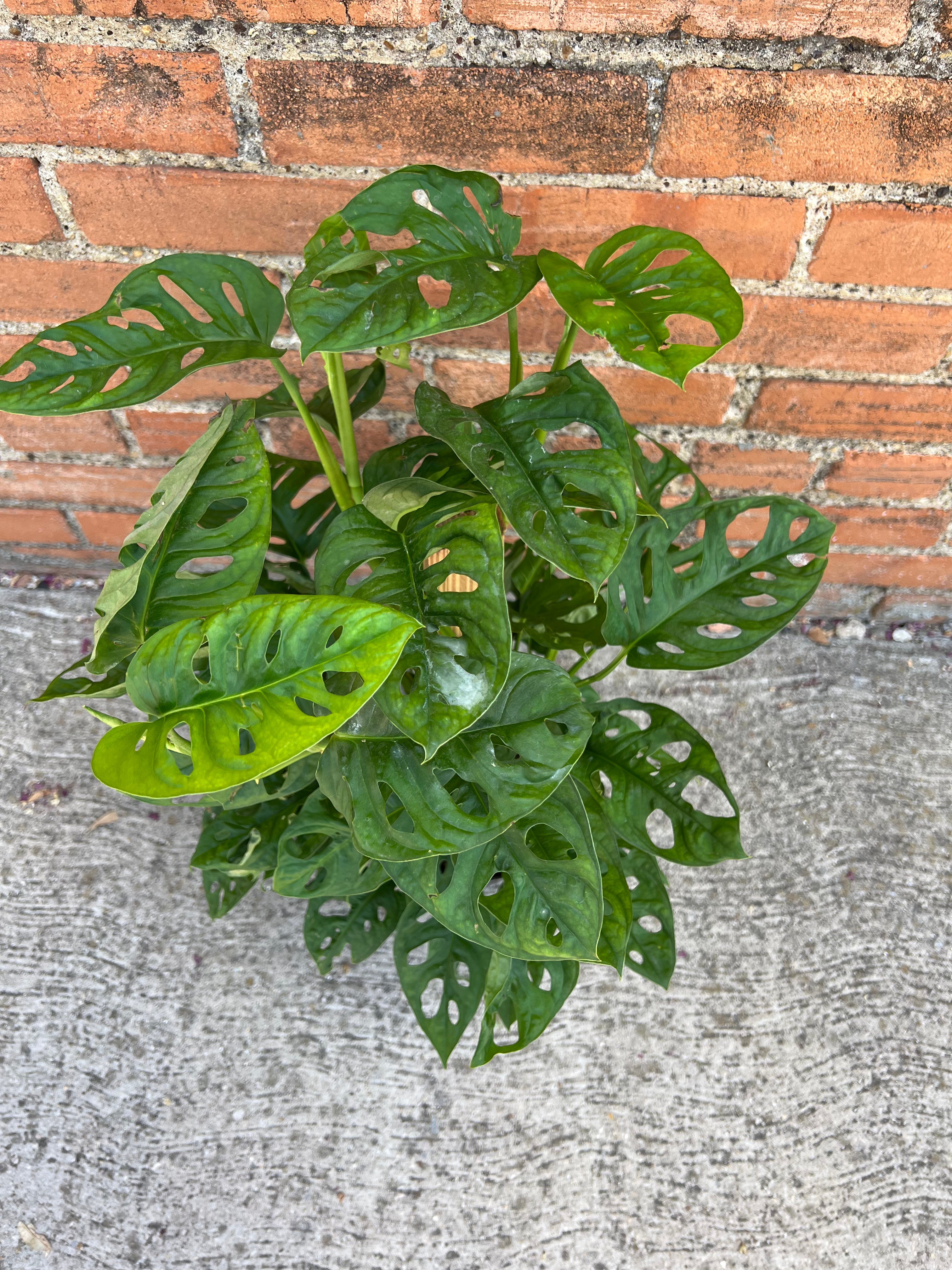 Monstera Adansonii